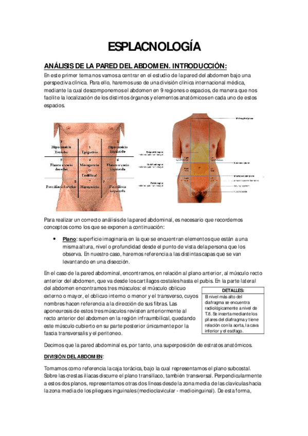 Miniatura del documento ESPLACNOLOGÍA.pdf