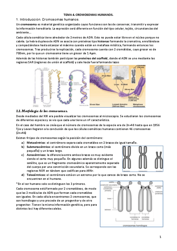 Miniatura del documento TEMA-4.pdf