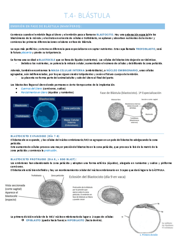 Miniatura del documento Blástula