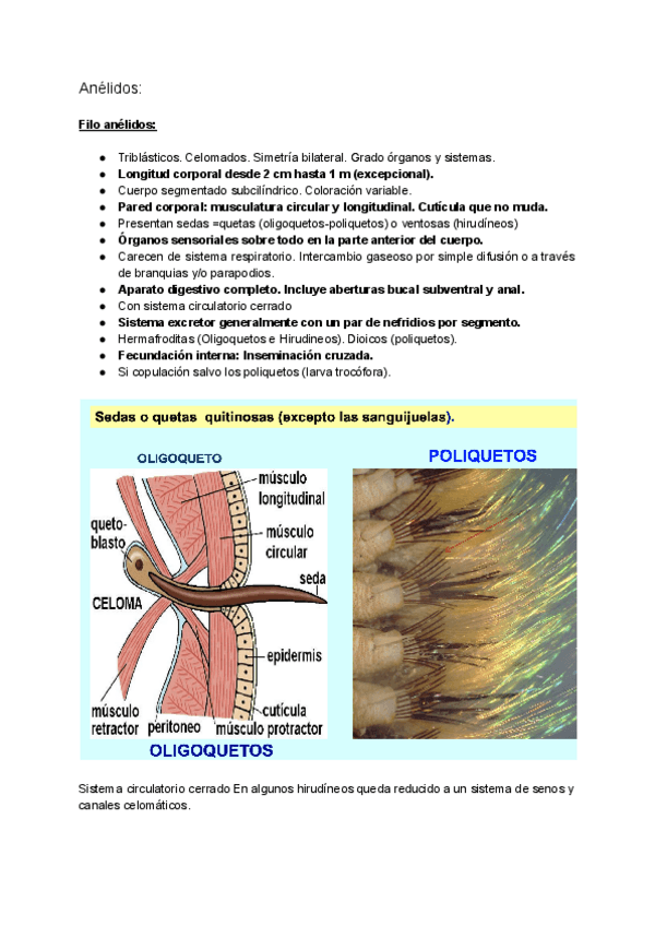 Miniatura del documento Anelidos-zoologia.pdf