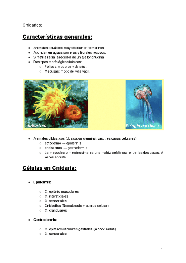 Miniatura del documento Cnidarios-zoologia.pdf