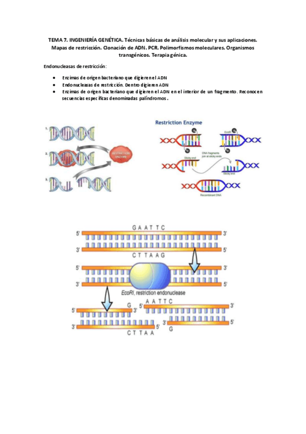 Miniatura del documento TEMA-7-Genetica.pdf