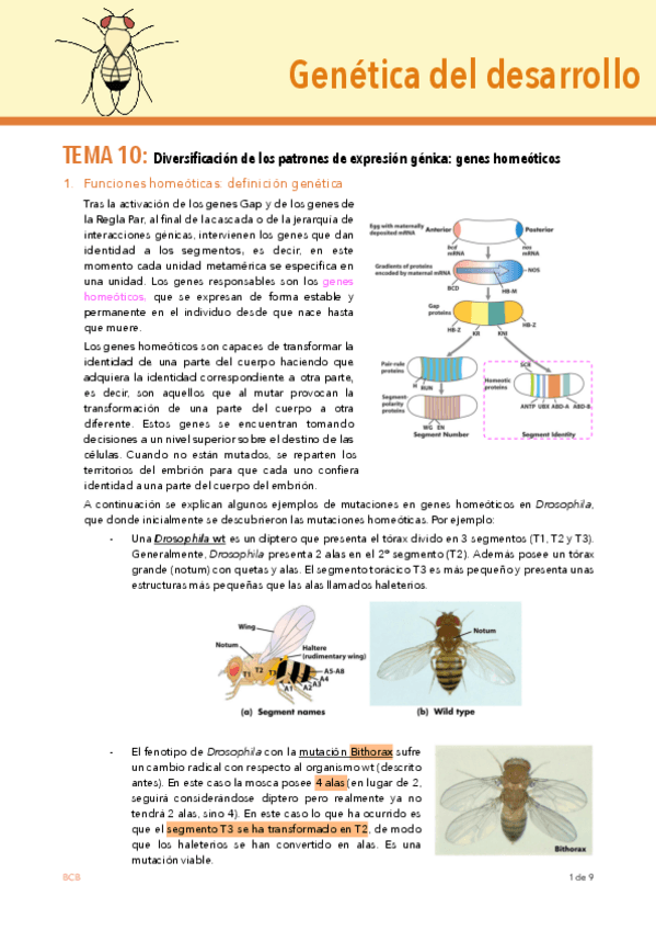 Miniatura del documento TEMA-10-DESARROLLO.pdf