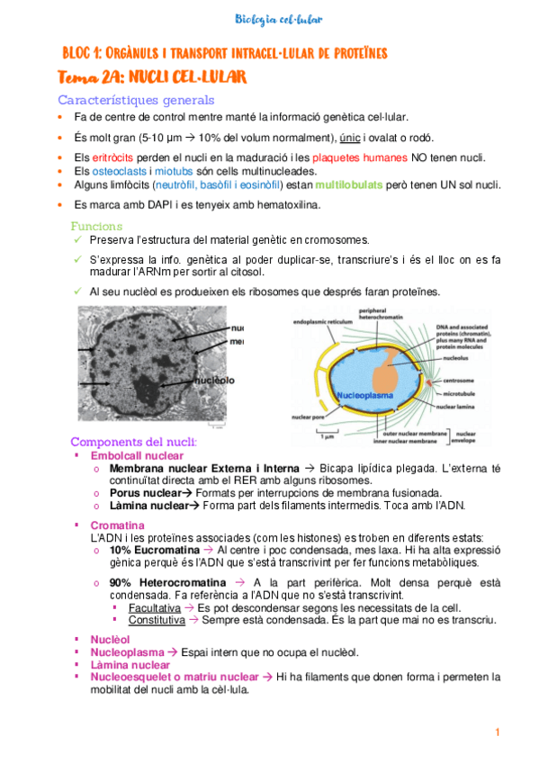 Miniatura del documento Biologia-cellular.pdf