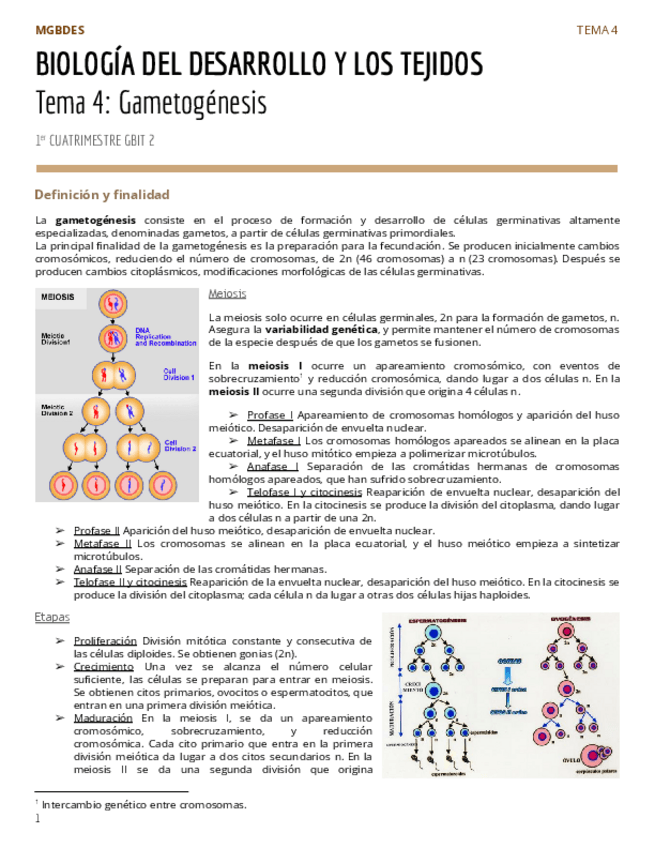 Miniatura del documento PAR1Tema-4-Gametogenesis.pdf