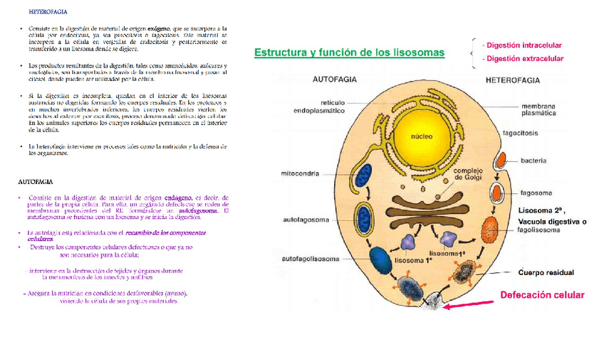 Miniatura del documento autofagia-heterofagia.pdf