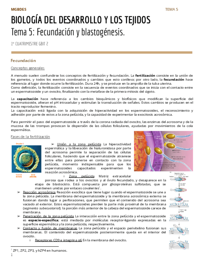Miniatura del documento PAR1Tema-5-Fecundacion-y-blastogenesis.pdf