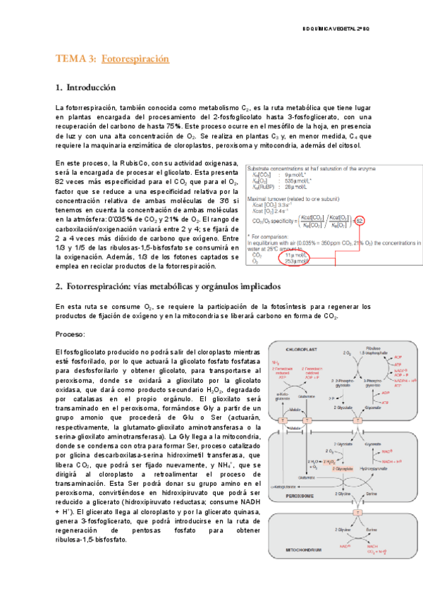 Miniatura del documento TEMA-3-Vegetal.pdf