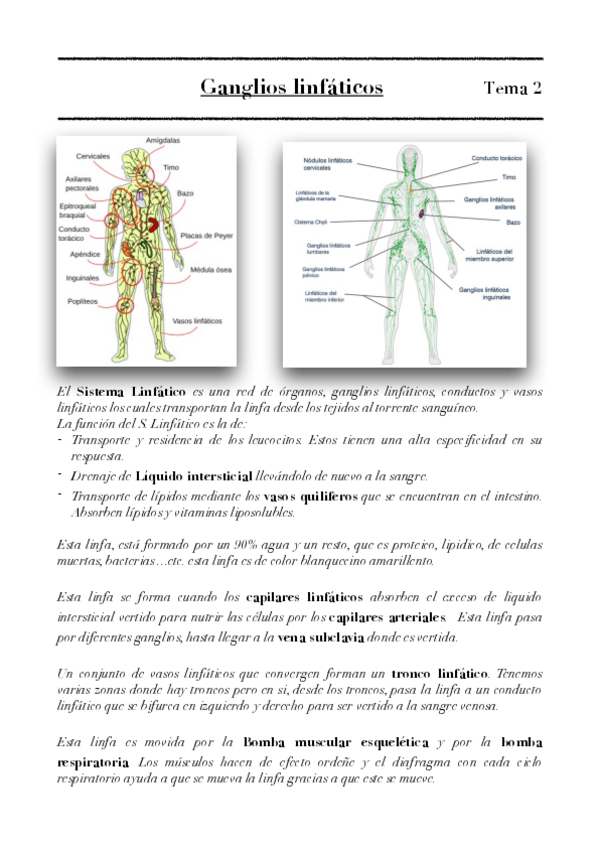 Miniatura del documento Ganglios-linfaticos-tmea-2.pdf