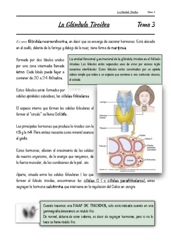 Miniatura del documento La-Glandula-Tiroidea-Tema-3.pdf