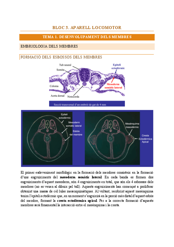 Miniatura del documento Morfo-I.pdf
