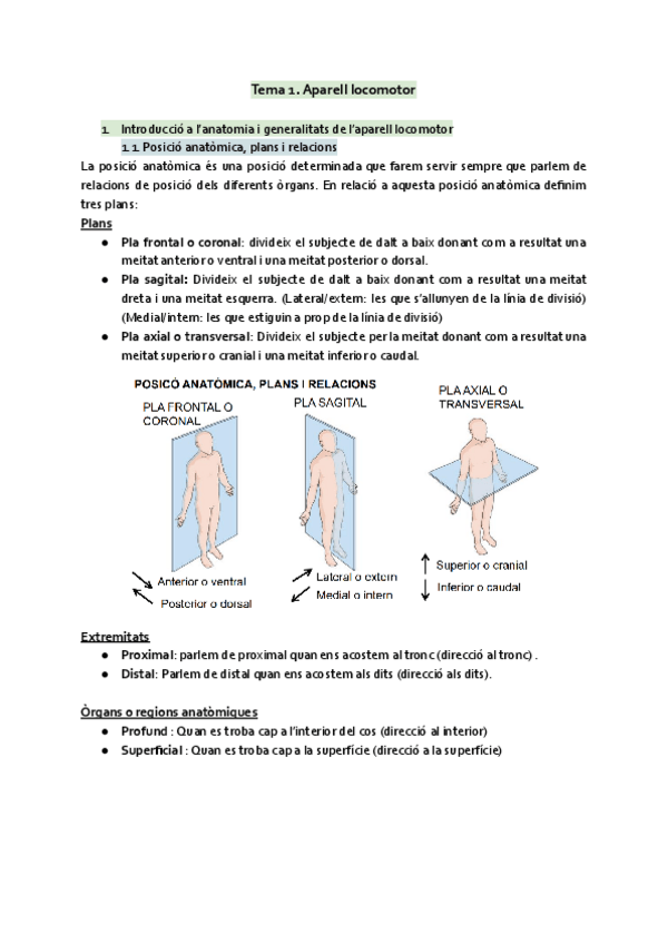 Miniatura del documento Tema-1-Aparell-locomotor.pdf