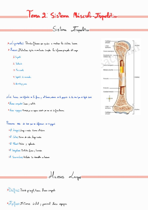 Miniatura del documento TEMA-3-EL-CRANEO-.pdf