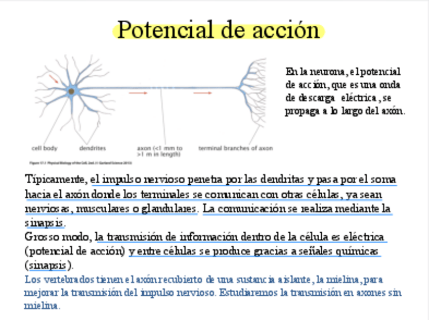 Miniatura del documento Potencial-de-Accion.pdf