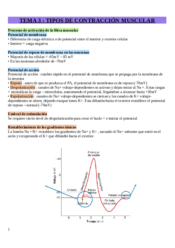 Miniatura del documento Tema-3-Tipos-de-contraccion-muscular.pdf