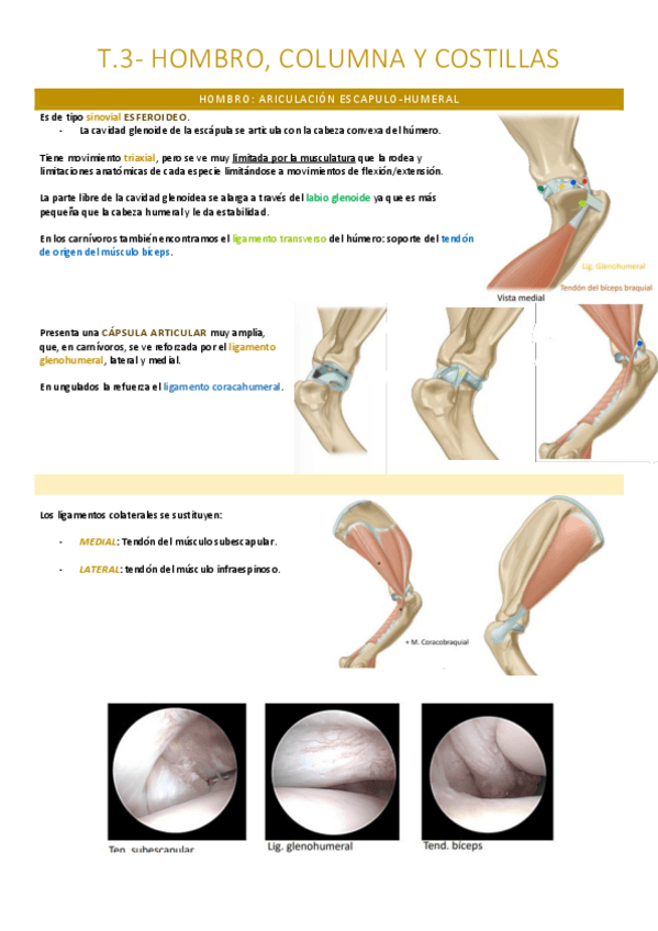 Miniatura del documento Miembro anterior