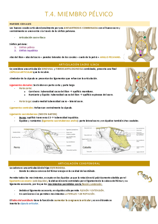 Miniatura del documento Miembro pelviano