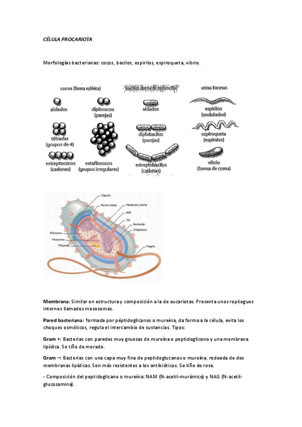 Miniatura del documento 2.pdf