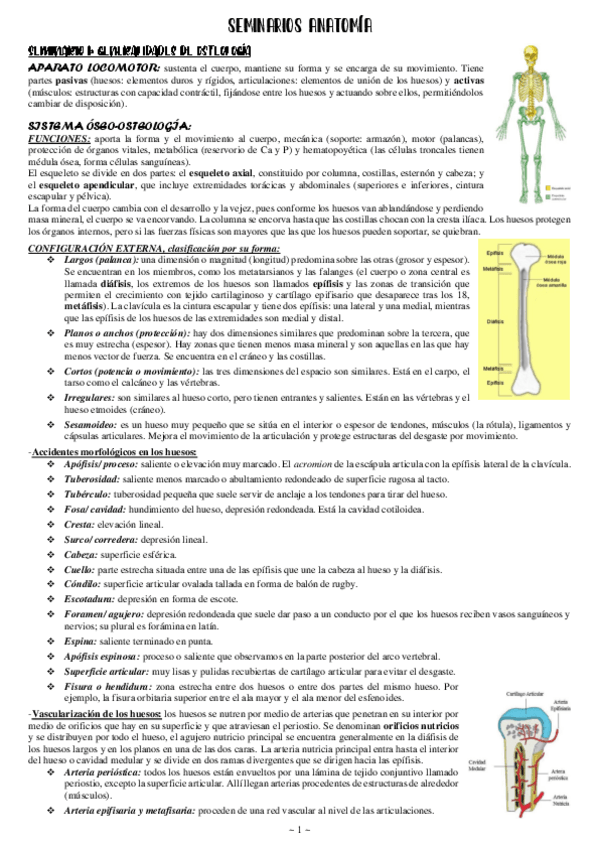 Miniatura del documento Seminarios-anatomia.pdf