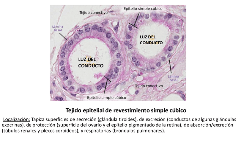Miniatura del documento TEJIDOS-ESTUDIAR-EXAMEN.pdf