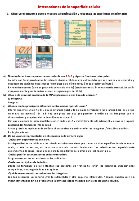 Miniatura del documento ejercicio-Matriz-extracelular-corregido.pdf