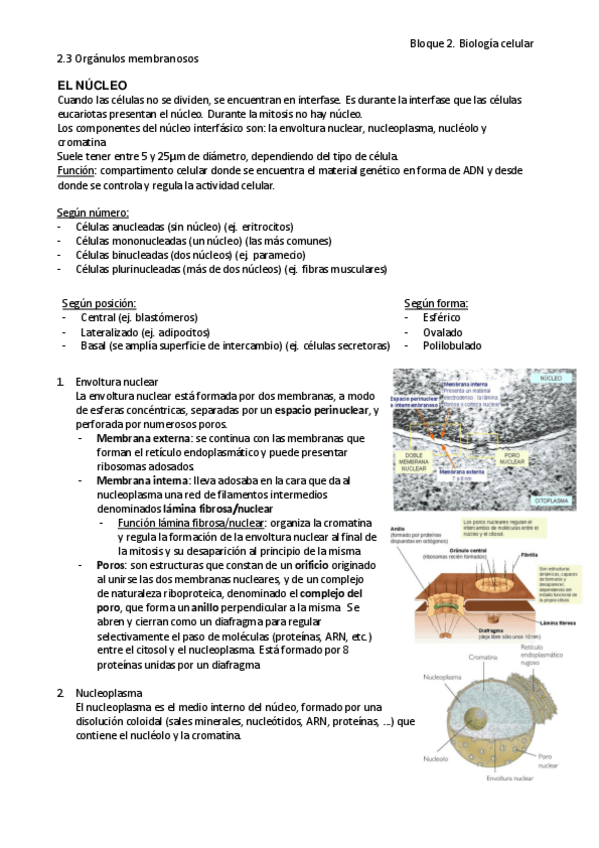 Miniatura del documento 2.3 Orgánulos membranosos