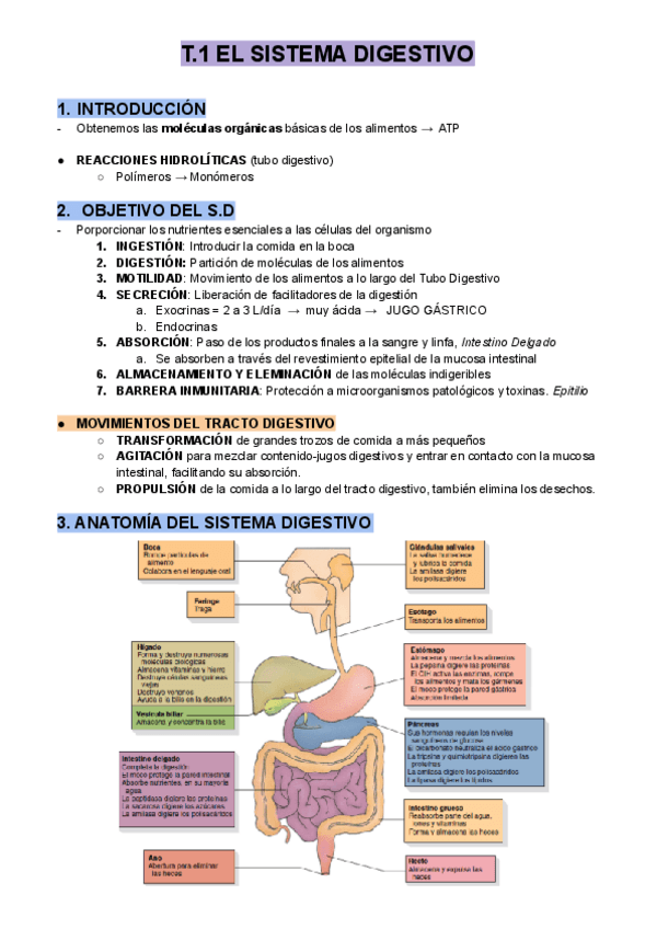 Miniatura del documento T.1 EL SISTEMA DIGESTIVO