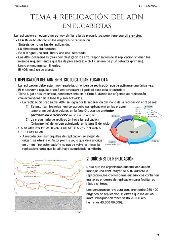 Miniatura del documento Tema-4-Replicacion-del-ADN-en-Eucariotas.pdf