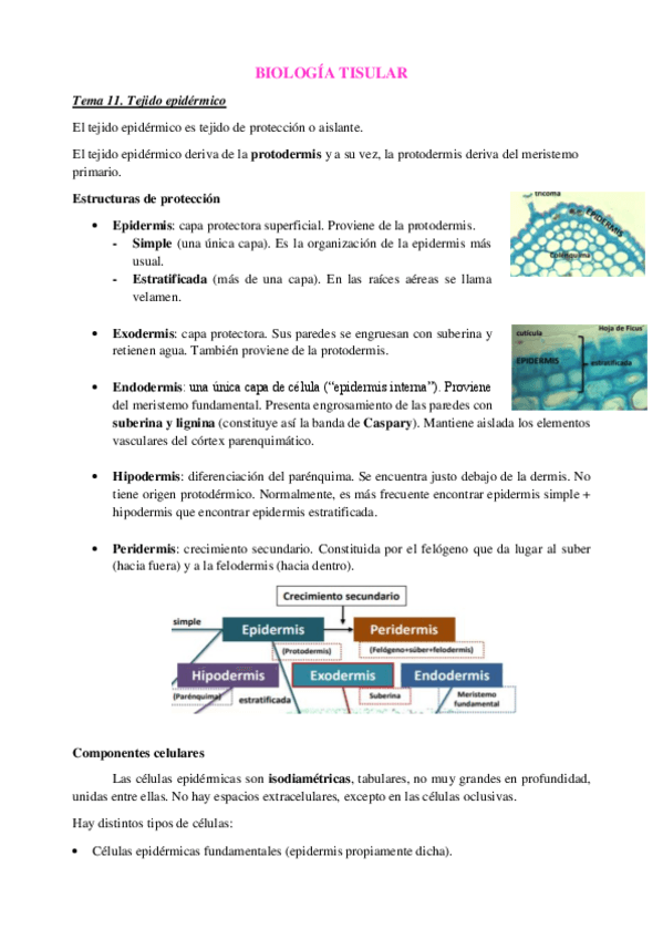 Miniatura del documento Tema-11.pdf