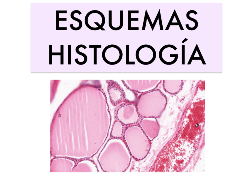 Miniatura del documento 1-Esquemas-Histo-TE.pdf