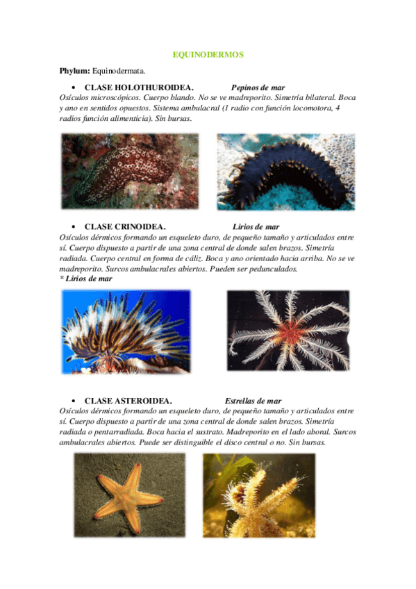 Miniatura del documento EQUINODERMOS.pdf