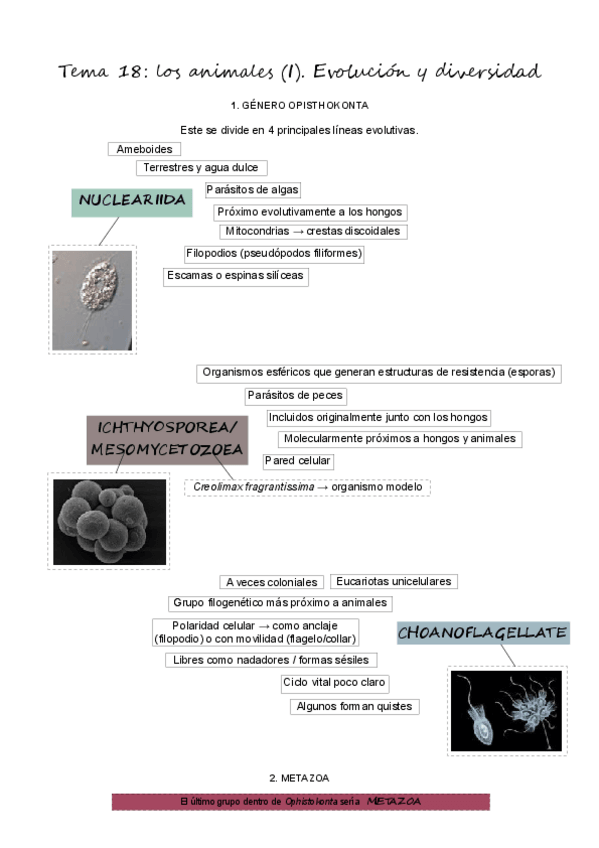 Miniatura del documento T18Animales1.pdf