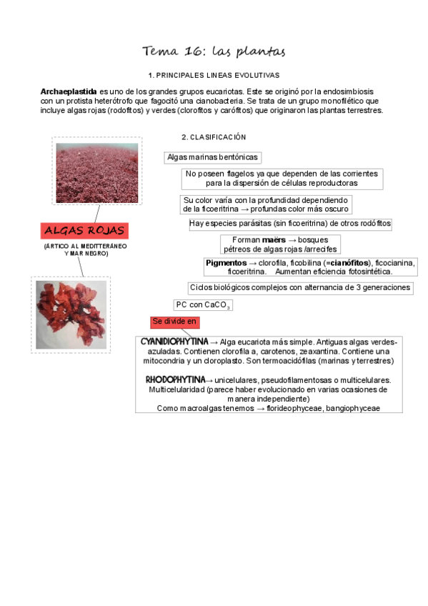 Miniatura del documento T16Plantas.pdf