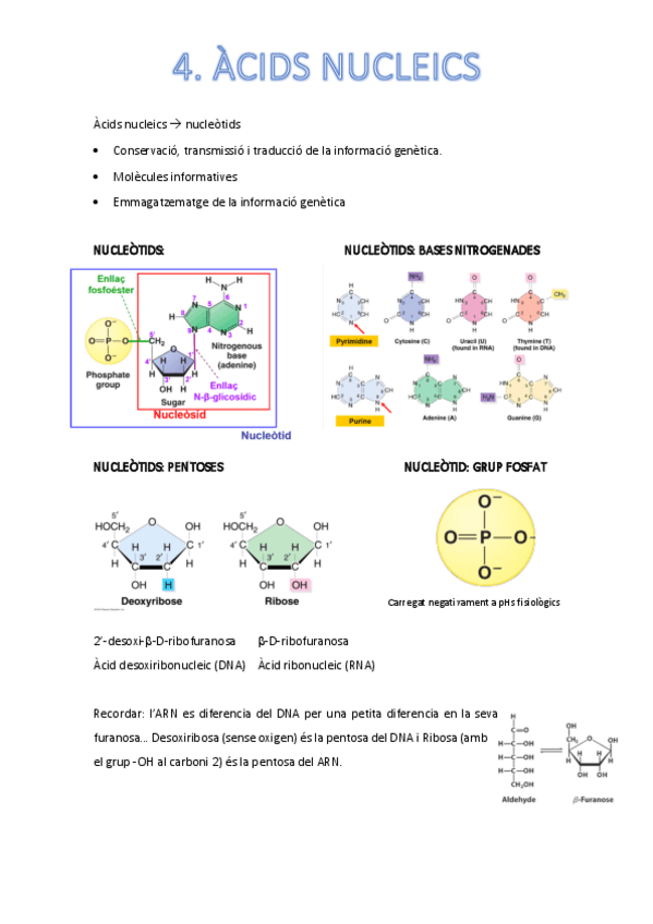 Miniatura del documento acids-nucleics.pdf