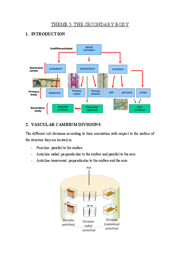 Miniatura del documento THEME-5-the-sencondary-body.pdf