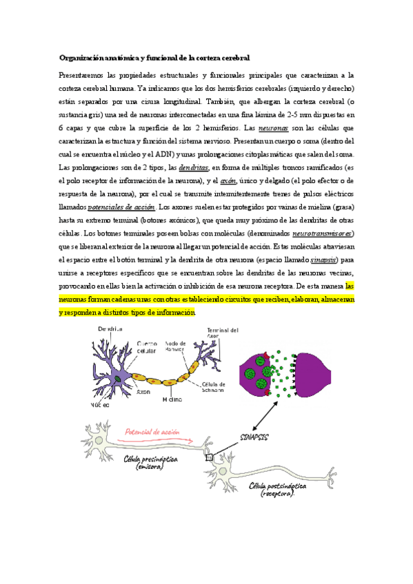 Miniatura del documento 3Organizacion-anatomca-y-funcional-de-la-corteza-cerebral.pdf