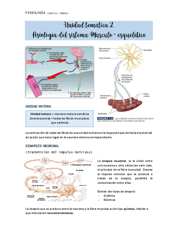 Miniatura del documento TEMA-2Fisiologia-del-sistema-musculo-esqueletico-PNC.pdf