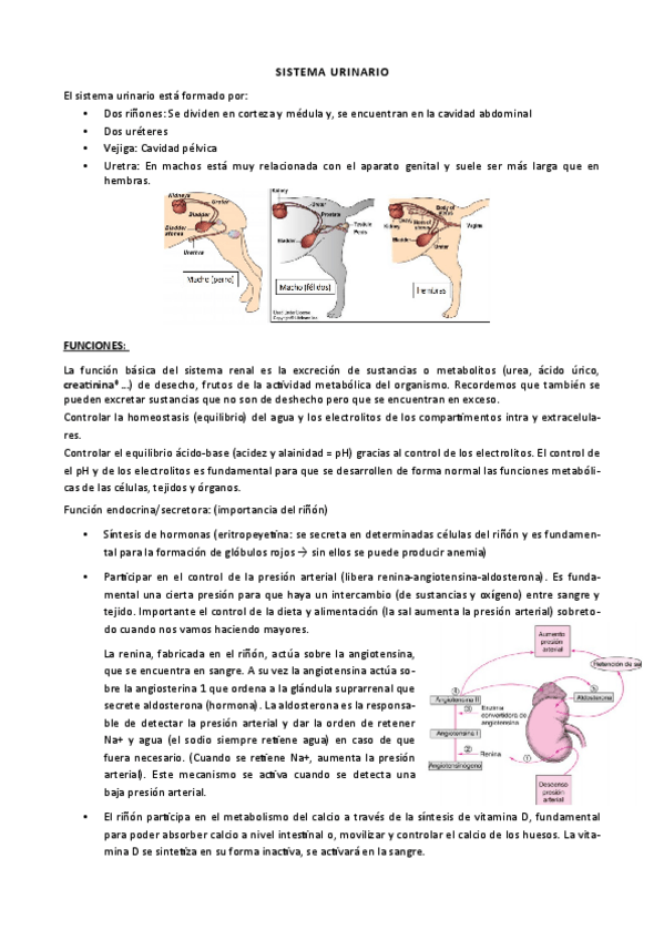 Miniatura del documento Apuntes-aparato-urinario.pdf