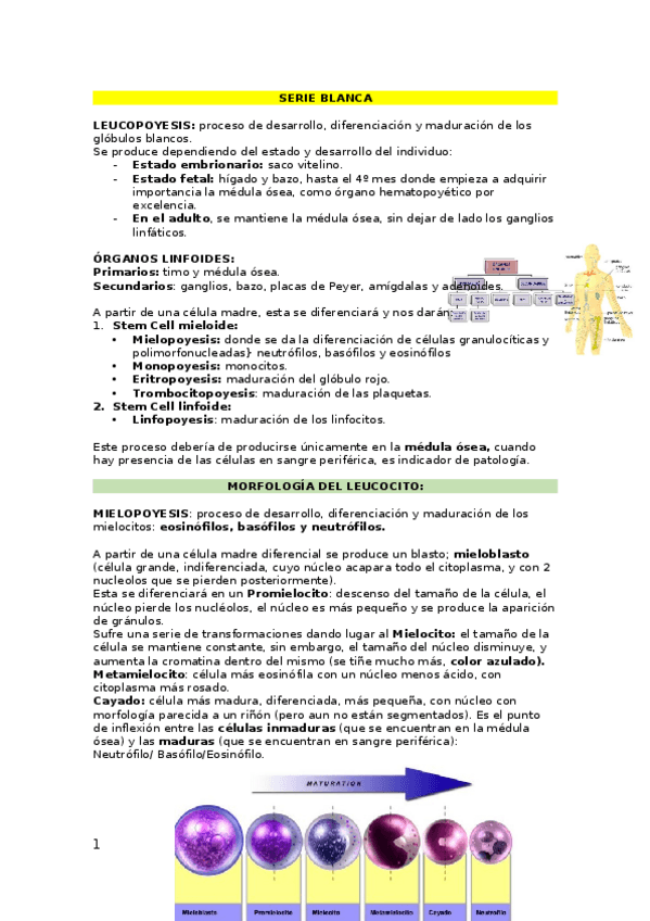 Miniatura del documento HEMATOLOGIA-PRACTICAS-mis-apuntes-def.docx