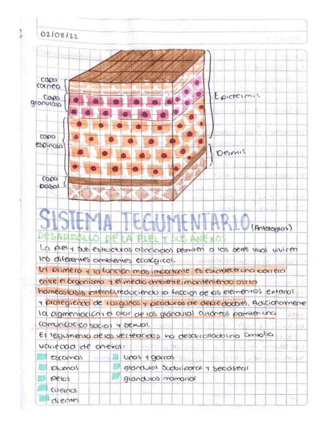 Miniatura del documento Anatomia-1-Vet-Sistema-Tegumentario.pdf