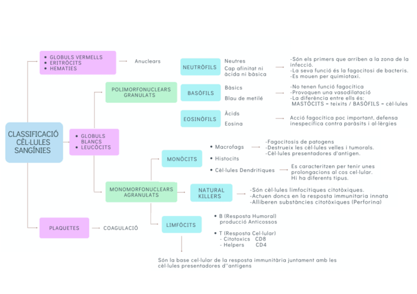 Miniatura del documento Classificació de les cèl·lules