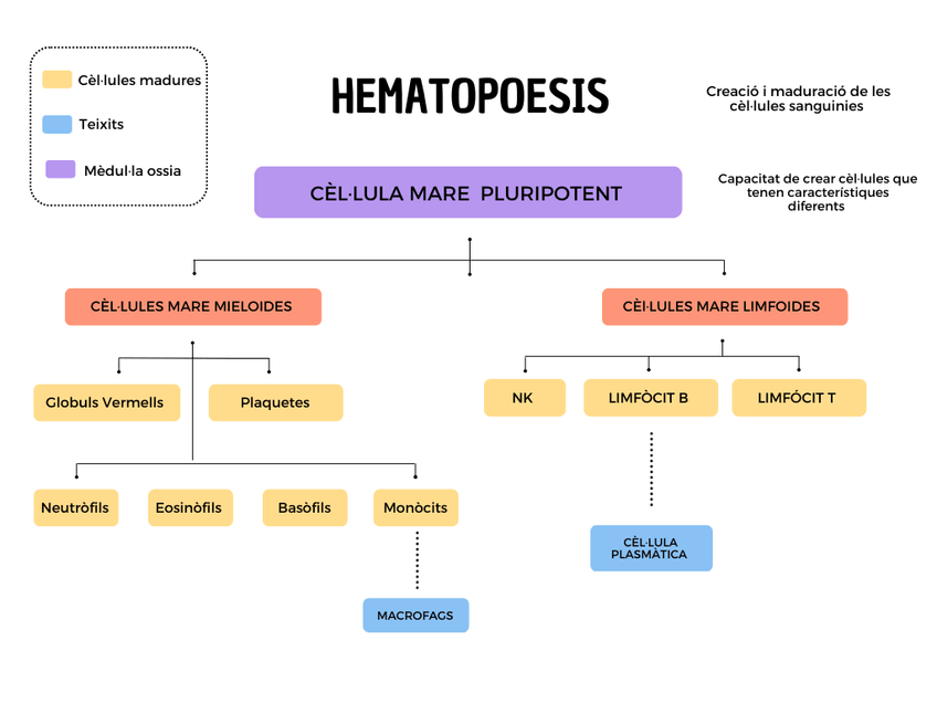 Miniatura del documento Hematopoesis.png