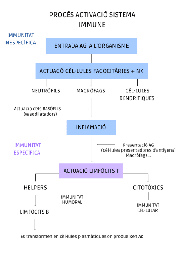 Miniatura del documento Proces-activacio-sistema-immune-.pdf
