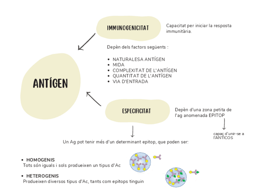 Miniatura del documento Caracteistiques-antigen.pdf