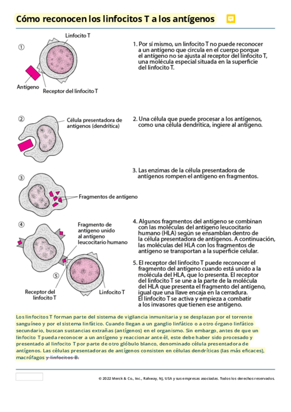 Miniatura del documento Limfocitos-T-y-antigenos-.pdf