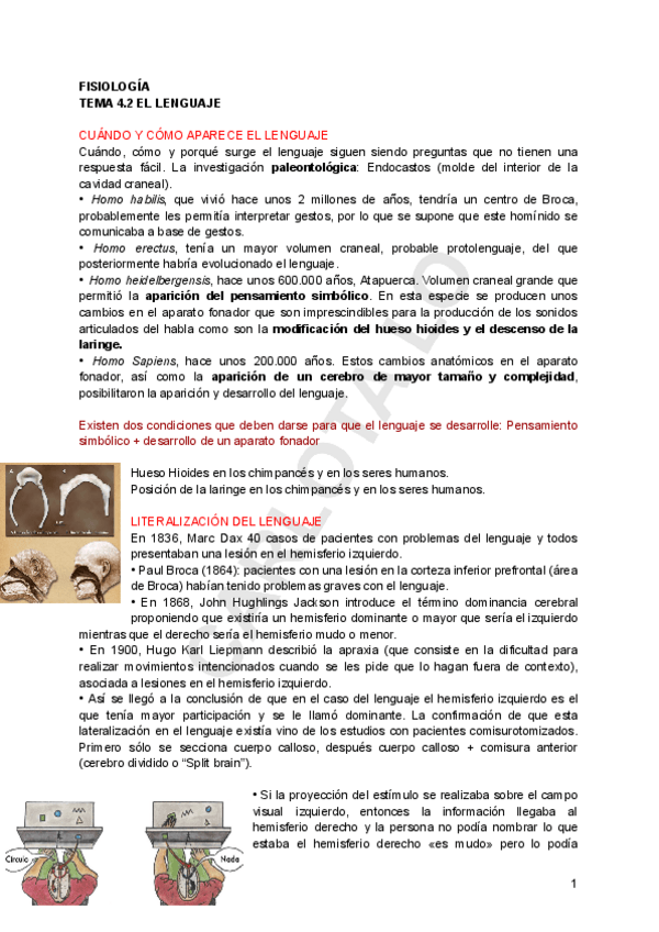 Miniatura del documento FISIO-TEMA-4.pdf