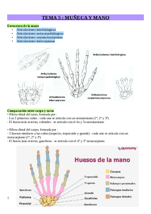 Miniatura del documento Tema-5-Muneca-y-mano.pdf