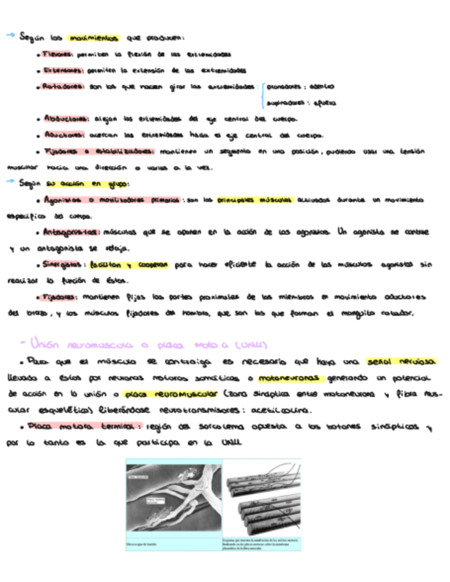 Miniatura del documento Anatomia-Tema-4-7.pdf