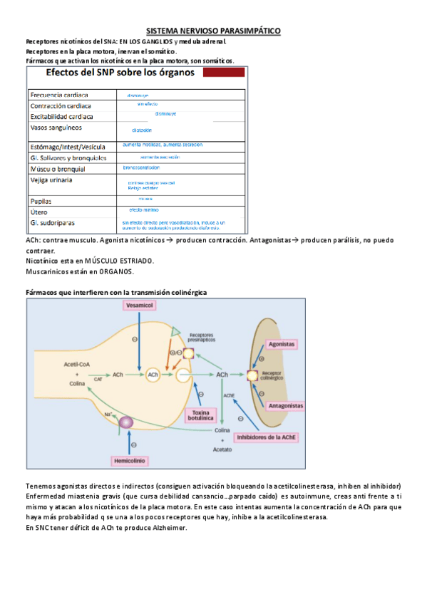 Miniatura del documento SISTEMA-NERVIOSO-PARASIMPATICO.pdf
