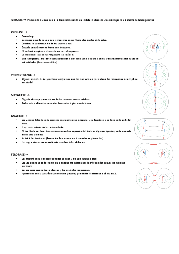 Miniatura del documento MITOSIS-Y-MEIOSIS.pdf